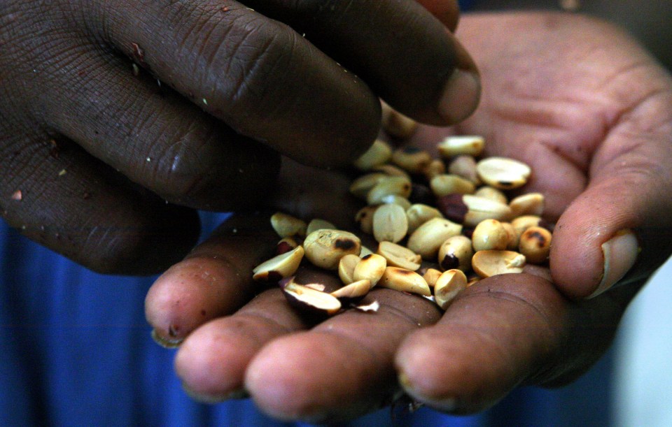Papay, Haiti: The Mouvman Peyizan Papay or the Pesant Movement of Papay is the oldest and largest pesant movement in Haiti. The cooperative is 30 years-old, with 60,000 members, and a classroom located in the heart of the Haiti, the central plateau. The goal of MPP is to educate, provide sound economic alternatives to the people of Haiti, while promoting enviornmental sustainable agriculture and gender equality.  No individual may join MPP, only collectives. Pictured here is Madame Frederic, one of three women who form the KOPA Pwodisyon Mache Lakay, or 