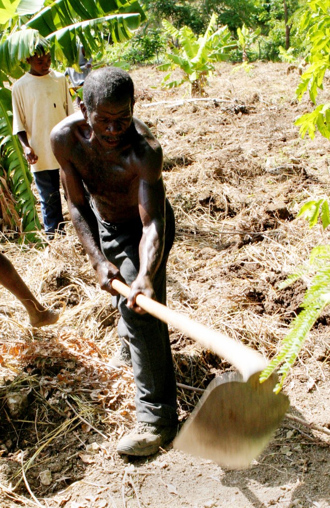 Papay, Haiti: Jasma, of Kopa Koton, MPP's oldest and formative cooperative, prepares the soil for the planting of corn.. The Mouvman Peyizan Papay or the Pesant Movement of Papay is the oldest and largest pesant movement in Haiti. The cooperative is 30 years-old, with 60,000 members, and a classroom located in the heart of the Haiti, the central plateau. The goal of MPP is to educate, provide sound economic alternatives to the people of Haiti, while promoting enviornmental sustainable agriculture and gender equality.  No individual may join MPP, only collectives. Agronomist, Chavannes Jean-Baptiste, founder of  the Peasant Movment in Papay (MPP) is one of six recepients of the 2005 Goldman Environmental Award, announced in San Francisco, CA on Monday April 18th, 2005. Mr. Baptiste was given the award for his work in sustainable agriculture.  PHOTO: ANA ELISA FUENTES/GAMMA-PRESSE