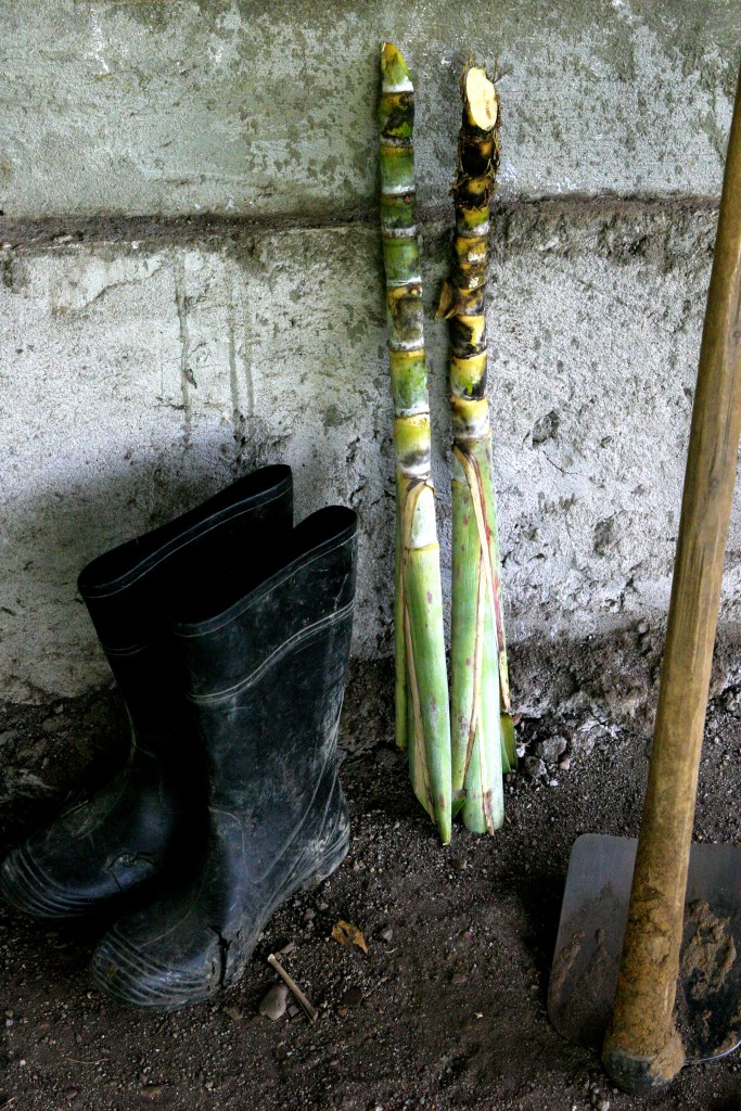 Papay, Haiti: Detail of wokers tools. The Mouvman Peyizan Papay or the Pesant Movement of Papay is the oldest and largest pesant movement in Haiti. The cooperative is 30 years-old, with 60,000 members, and a classroom located in the heart of the Haiti, the central plateau. The goal of MPP is to educate, provide sound economic alternatives to the people of Haiti, while promoting enviornmental sustainable agriculture and gender equality.  No individual may join MPP, only collectives. Agronomist, Chavannes Jean-Baptiste, founder of  the Peasant Movment in Papay (MPP) is one of six recepients of the 2005 Goldman Environmental Award, announced in San Francisco, CA on Monday April 18th, 2005. Mr. Baptiste was given the award for his work in sustainable agriculture.  PHOTO: ANA ELISA FUENTES/GAMMA-PRESSE