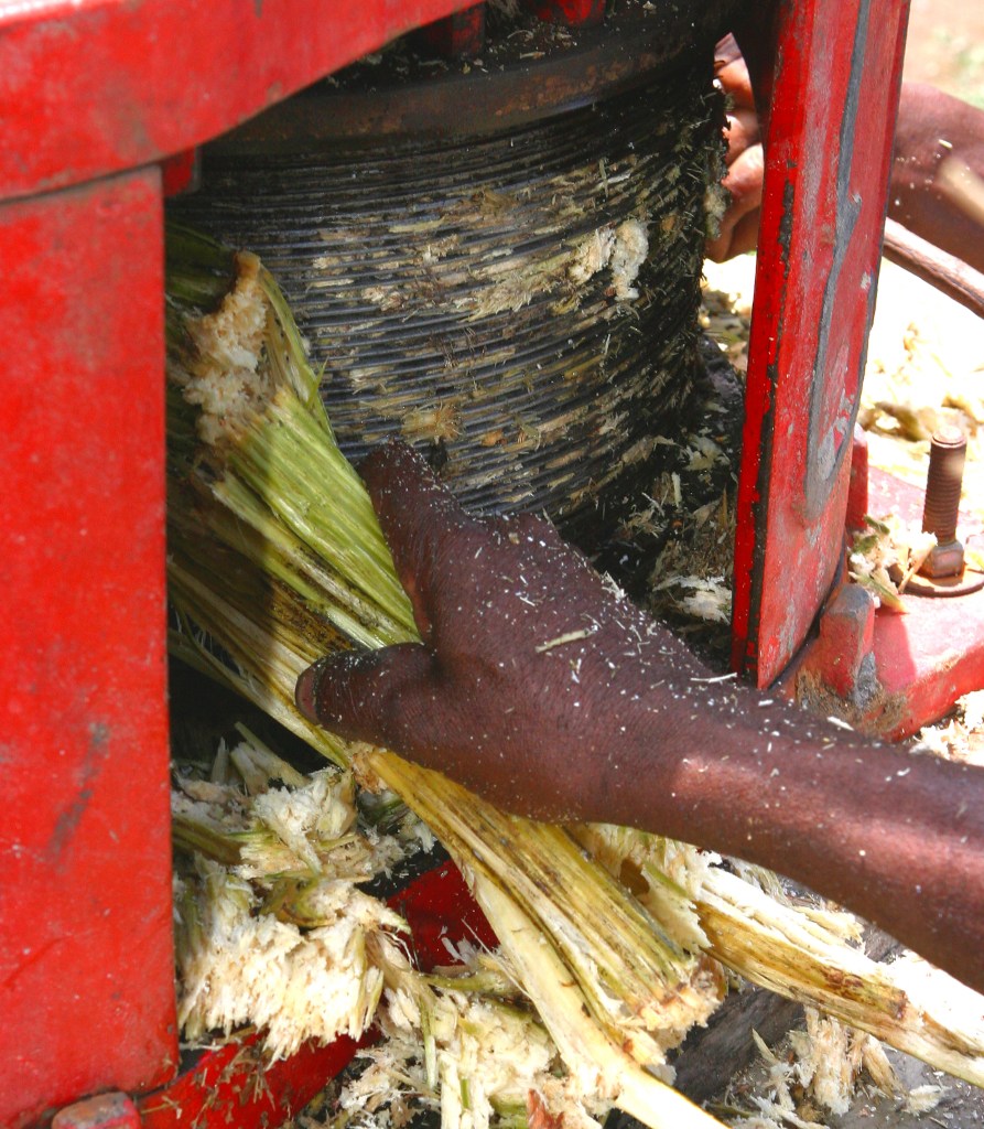 Papay, Haiti: Recycled sugar cane is used as food for animals and fuel for cooking -- stiffer portions is used to feed the cooking fire, while the pulp is given to the Ox, to chew while they work, much like humans chew gum. The Mouvman Peyizan Papay or the Pesant Movement of Papay is the oldest and largest pesant movement in Haiti. The cooperative is 30 years-old, with 60,000 members, and a classroom located in the heart of the Haiti, the central plateau. The goal of MPP is to educate, provide sound economic alternatives to the people of Haiti, while promoting enviornmental sustainable agriculture and gender equality.  No individual may join MPP, only collectives. Agronomist, Chavannes Jean-Baptiste, founder of  the Peasant Movment in Papay (MPP) is one of six recepients of the 2005 Goldman Environmental Award, announced in San Francisco, CA on Monday April 18th, 2005. Mr. Baptiste was given the award for his work in sustainable agriculture.  PHOTO: ANA ELISA FUENTES/GAMMA-PRESSE