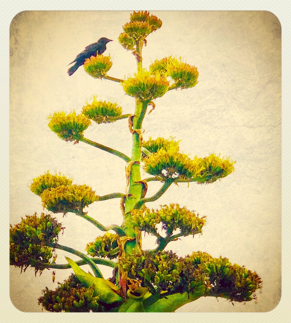 28313879507_176a04a421_o